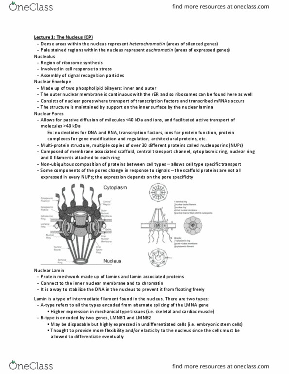 Physiology 3140A Lecture Notes - Lecture 7: Histone Methyltransferase, Chromatin, Peripheral Neuropathy thumbnail