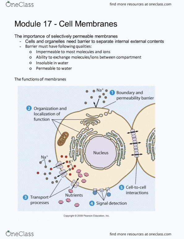 BI110 Lecture Notes - Lecture 8: Cholesterol, Hydrophile, Glycolipid thumbnail