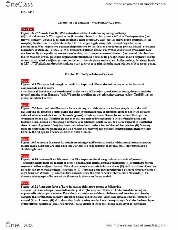 BIOL 3410 Lecture Notes - Lecture 8: Keratin, Ubiquitin, Hydrolysis thumbnail