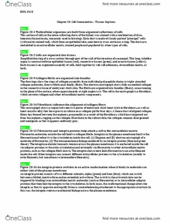 BIOL 3410 Lecture Notes - Lecture 11: Fibril, Eosin, Micrograph thumbnail