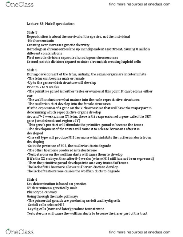 PHYSIOL 201 Lecture Notes - Lecture 33: Male Reproductive System, Gonad, Phagocytosis thumbnail