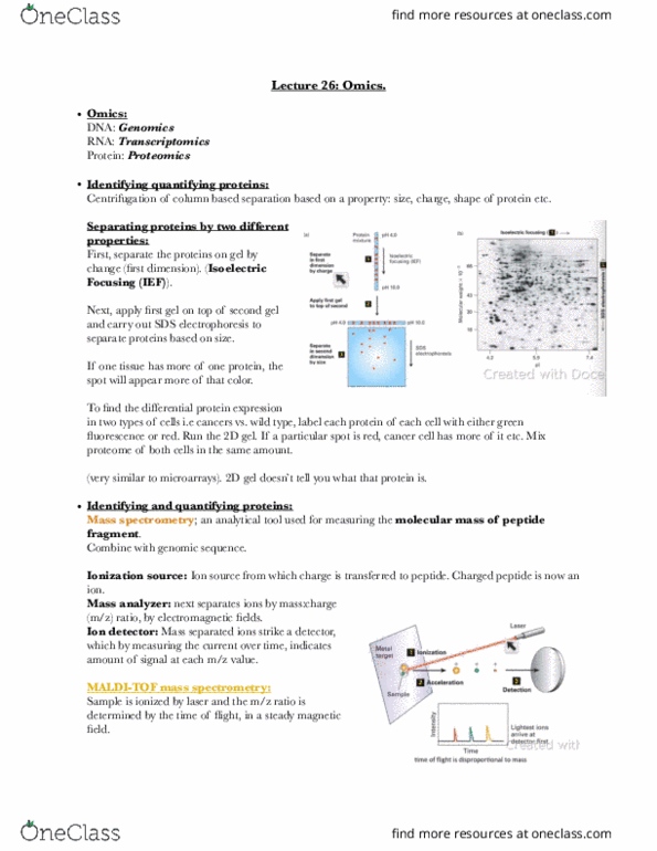 BIOL-UA 21 Lecture Notes - Lecture 26: Mutation, Exon, Chromosome thumbnail