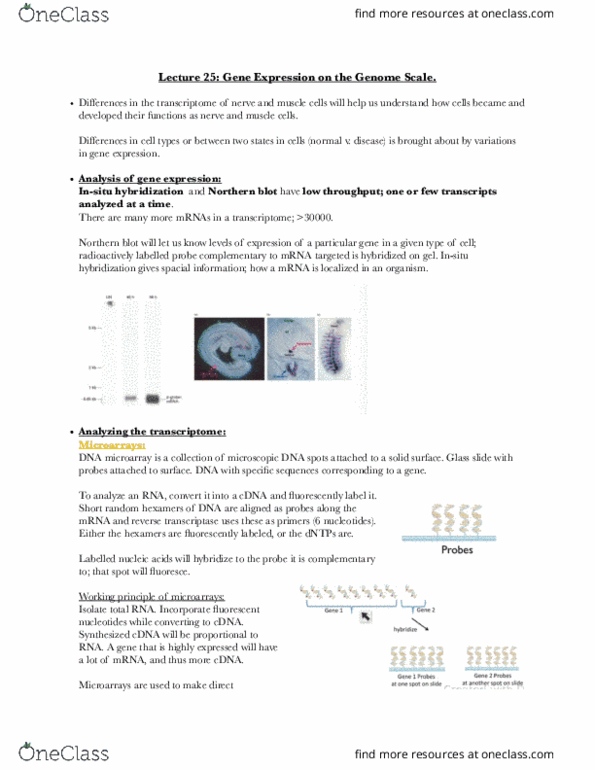 BIOL-UA 21 Lecture Notes - Lecture 25: Rna-Seq, Ribonuclease H, Polyadenylation thumbnail