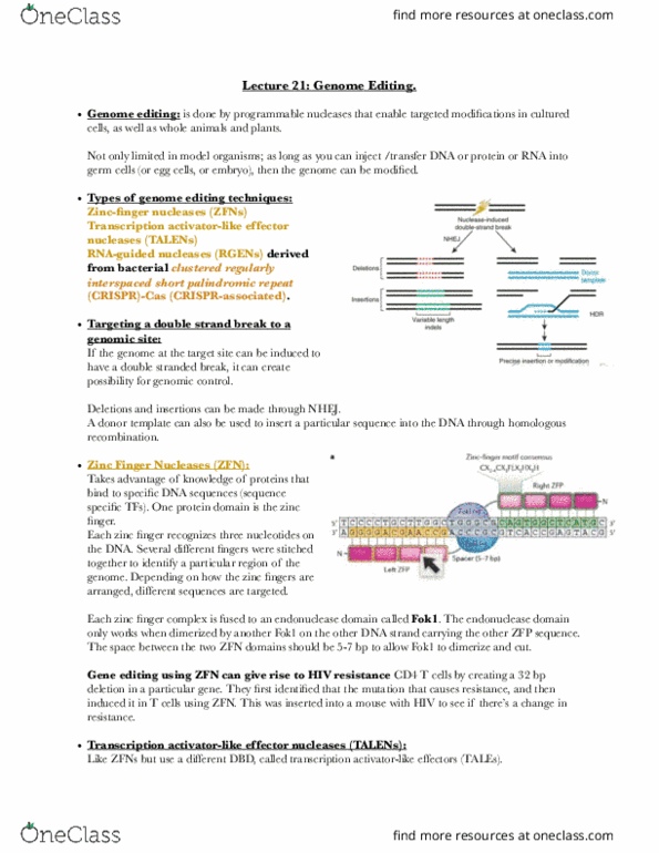 BIOL-UA 21 Lecture Notes - Lecture 21: Sanger Sequencing, Dosage Compensation, Down Syndrome thumbnail