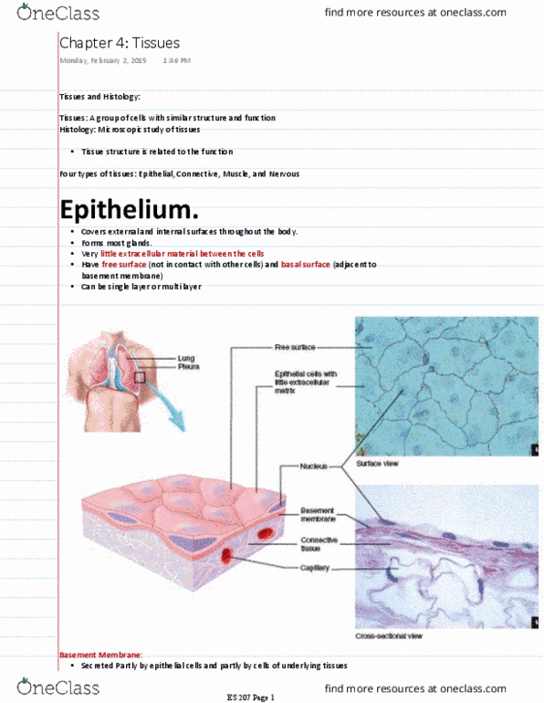 ES 207 Chapter Notes - Chapter 4: Apocrine, Biofeedback, Peritonitis thumbnail