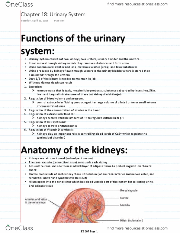 ES 207 Chapter Notes - Chapter 18: Osteoclast, Tetany, Renal Artery thumbnail