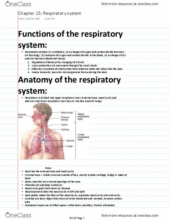 ES 207 Chapter Notes - Chapter 15: Asthma, Elastic Fiber, Paranasal Sinuses thumbnail