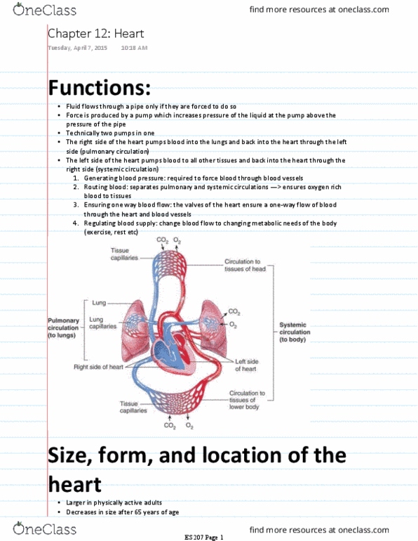 ES 207 Chapter Notes - Chapter 12: Mediastinum, Posterior Interventricular Sulcus, T Wave thumbnail