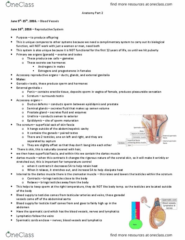 PHARM111 Lecture Notes - Lecture 9: Seminiferous Tubule, Prostatic Urethra, Ejaculatory Duct thumbnail