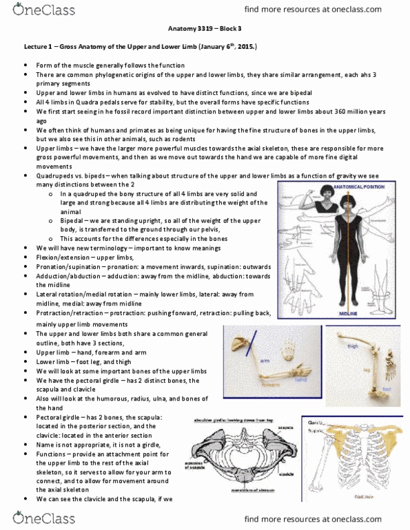 Anatomy and Cell Biology 3319 Lecture 3: Anatomy 3319 – Block 3 thumbnail