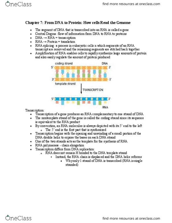 Biochemistry 2280A Chapter Notes - Chapter 7: Small Nuclear Rna, Regulatory Sequence, Noncoding Dna thumbnail
