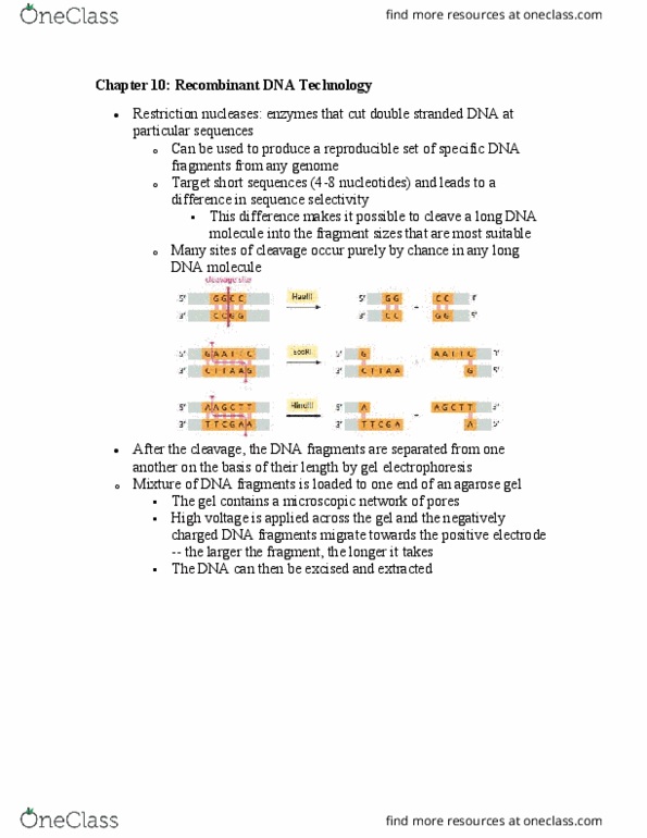 Biochemistry 2280A Chapter Notes - Chapter 10: Agarose Gel Electrophoresis, Restriction Enzyme, Genomic Library thumbnail