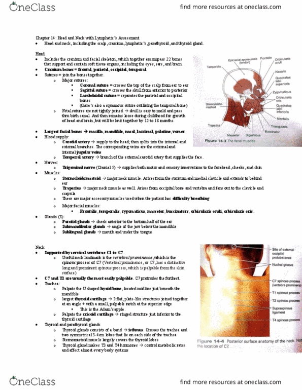 NURS305 Chapter Notes - Chapter 14: External Carotid Artery, Orbicularis Oculi Muscle, Thyroid Cartilage thumbnail