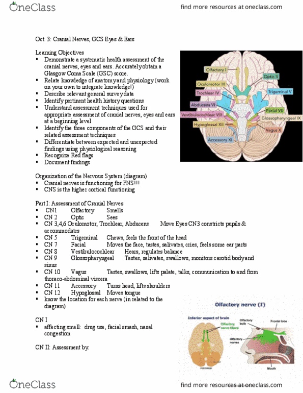 NURS305 Lecture Notes - Lecture 4: Oculomotor Nerve, Vestibulocochlear Nerve, Glasgow Coma Scale thumbnail