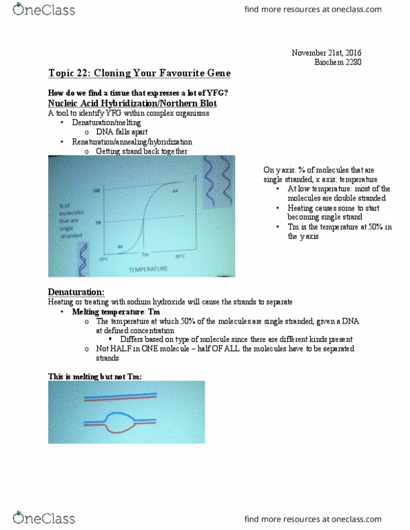 Biochemistry 2280A Lecture Notes - Lecture 24: Northern Blot, Southern Blot, Hybridization Probe thumbnail