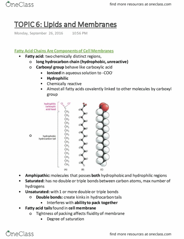 Biochemistry 2280A Chapter Notes - Chapter 6: Benzene, Rieti, Atp Hydrolysis thumbnail