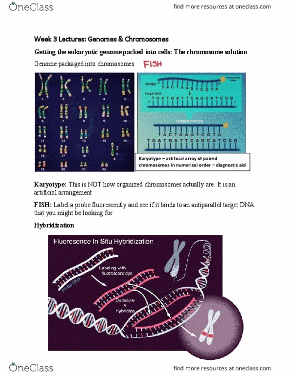BIO130H1 Lecture 3: Week 3 Genomes & Chromosomes thumbnail