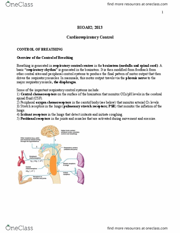 BIOA02H3 Lecture Notes - Lecture 21: Red Blood Cell, External Carotid Artery, Intracellular Ph thumbnail