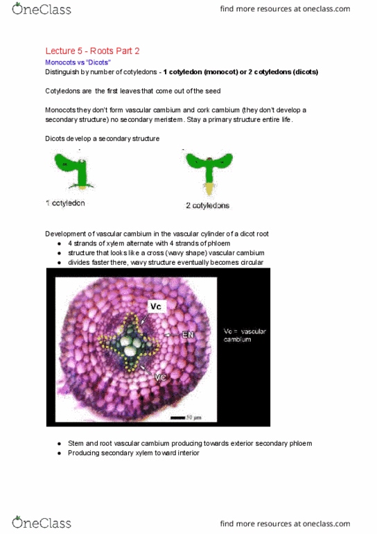 BI226 Lecture Notes - Lecture 5: Liana, Noxious Weed, Ficus Elastica thumbnail