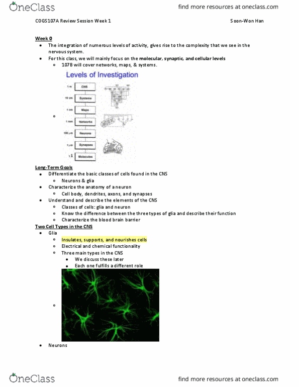 COGS 107A Lecture Notes - Lecture 5: Anterior Grey Column, Pyramidal Cell, Microglia thumbnail