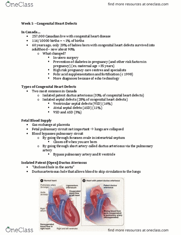 KINESIOL 4B03 Lecture Notes - Lecture 5: Cardiac Muscle, Adipose Tissue, Myocyte thumbnail