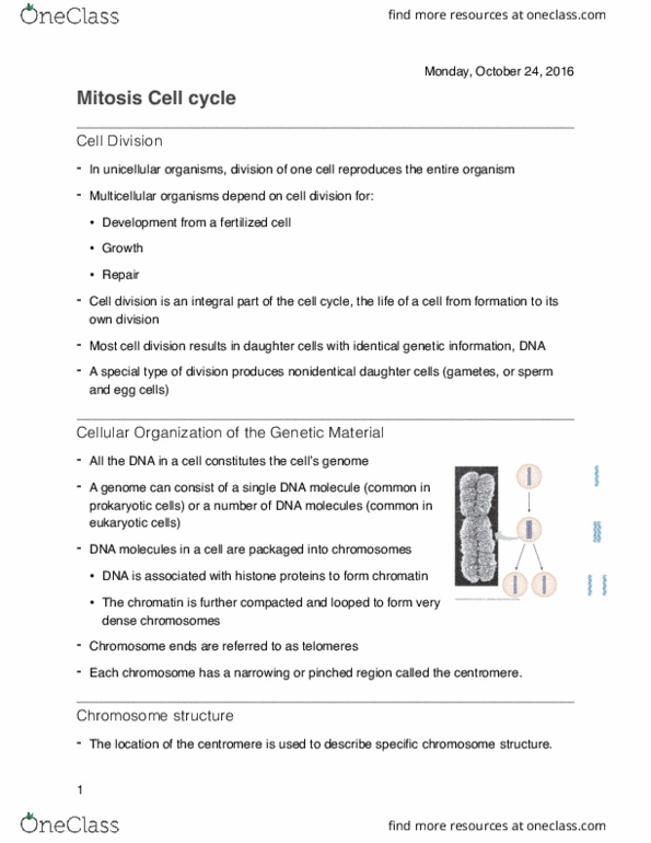 BSC 197 Lecture Notes - Lecture 17: Spindle Apparatus, Centrosome, Telophase thumbnail