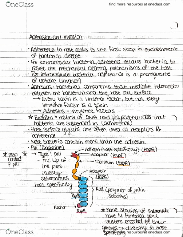 IMIN200 Lecture Notes - Lecture 24: Escherichia Coli, Antibody, Pome thumbnail