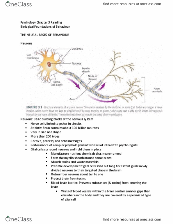 Psychology 1000 Chapter Notes - Chapter 3: Electric Current, Autonomic Nervous System, Basal Ganglia thumbnail