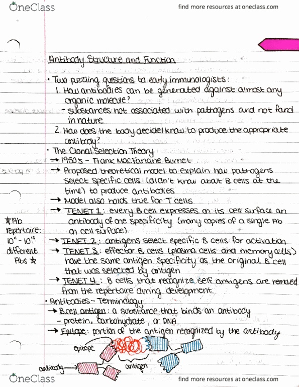 IMIN371 Lecture Notes - Lecture 8: Perforin, Helminths, Myelocyte thumbnail