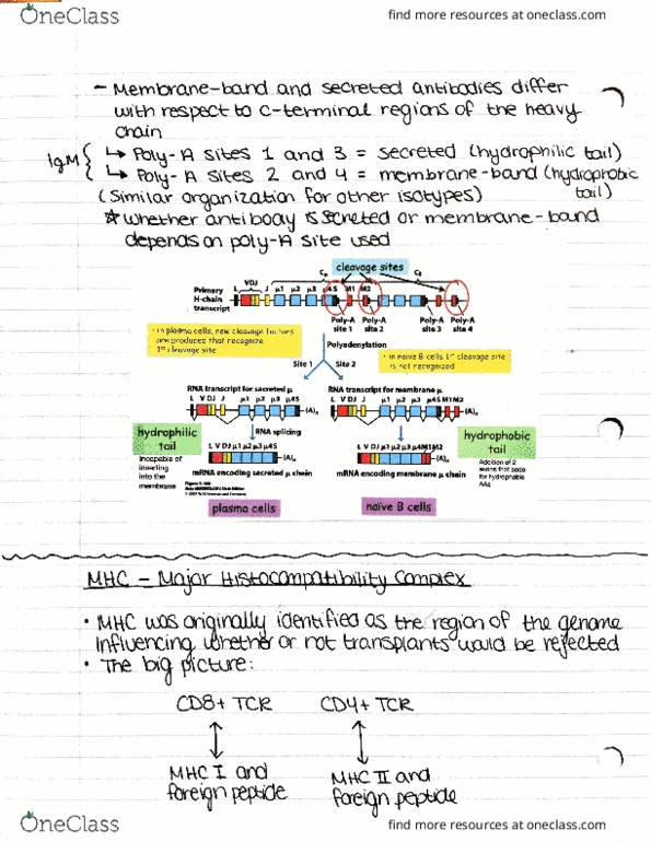 IMIN371 Lecture Notes - Lecture 14: Endosome, Proteasome, Tap1 thumbnail