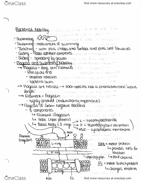 MICRB265 Lecture 4: Bacterial Motility thumbnail