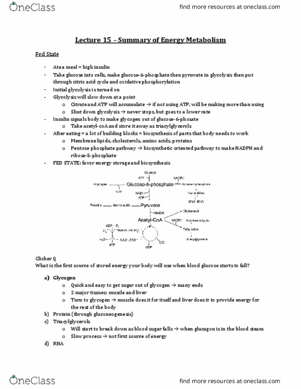 Biochemistry 2280A Lecture Notes - Lecture 15: Glycosylation, Diabetes Mellitus Type 1, Homeostasis thumbnail