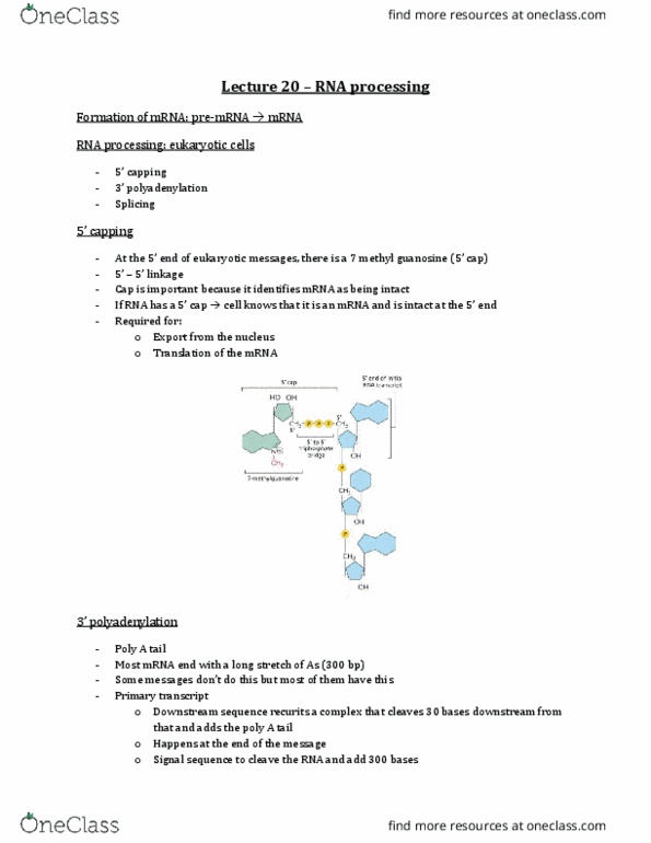 Biochemistry 2280A Lecture Notes - Lecture 20: Unified Atomic Mass Unit, Hemoglobin, Thomas Cech thumbnail