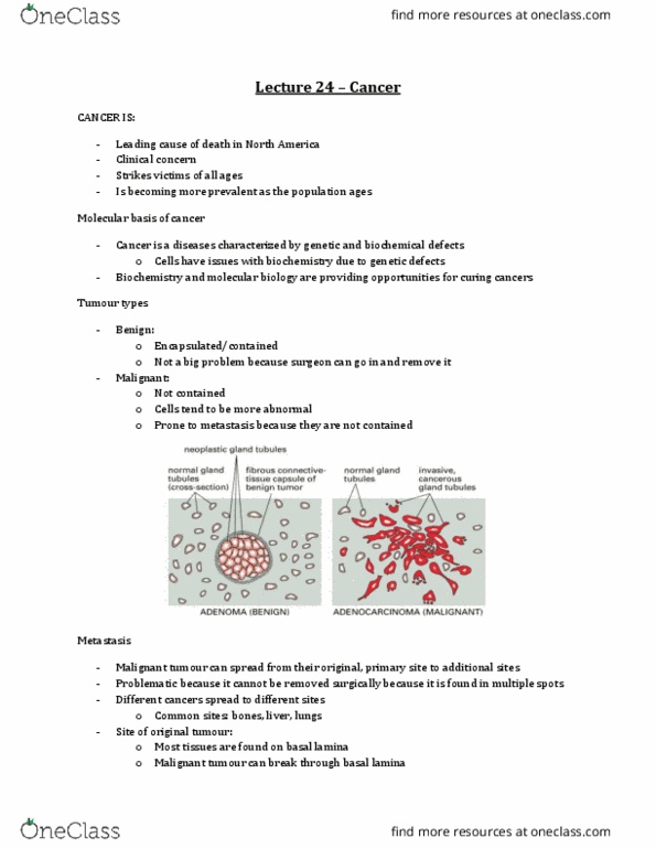 Biochemistry 2280A Lecture Notes - Lecture 24: Myc, Antibody, Haematopoiesis thumbnail