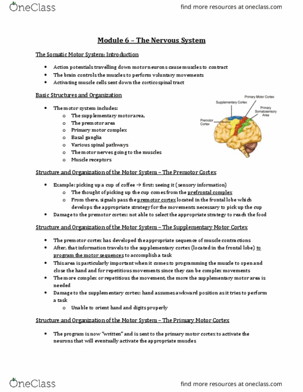 Physiology 2130 Lecture Notes - Lecture 6: Amygdala, Xerostomia, Bronchiole thumbnail