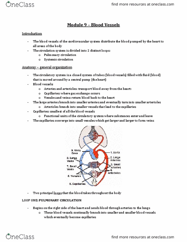 Physiology 2130 Lecture Notes - Lecture 9: Vagus Nerve, Parasympathetic Nervous System, Colloid thumbnail