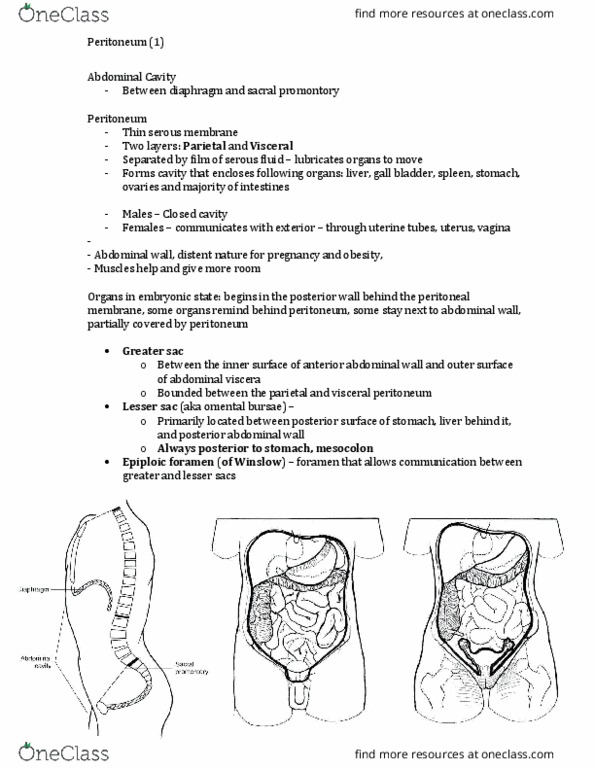 MEDRADSC 3I03 Lecture Notes - Lecture 4: Renal Fascia, Prostate, Supine Position thumbnail