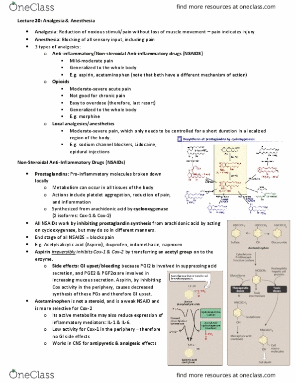 Pharmacology 3620 Lecture Notes - Lecture 20: Sodium Thiopental, Tubocurarine Chloride, Inhalational Anaesthetic thumbnail