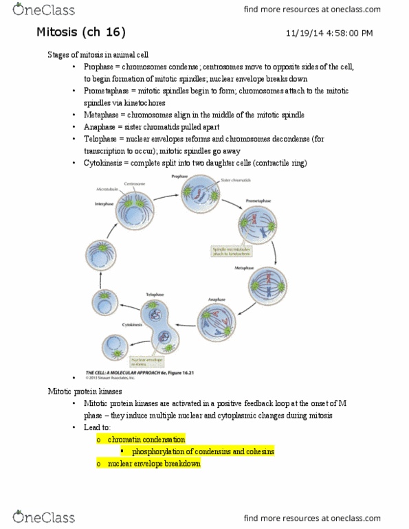CAS BI 203 Lecture Notes - Lecture 24: Separase, Anaphase-Promoting Complex, Spindle Checkpoint thumbnail