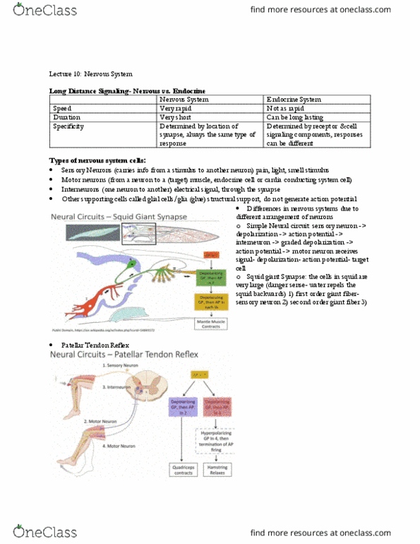 BIO 203 Lecture 10: Nervous System thumbnail