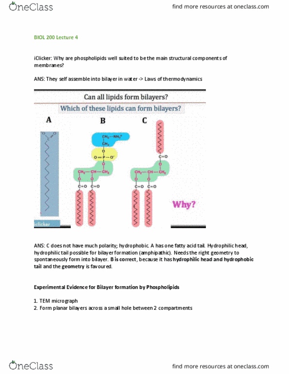 BIOL 200 Lecture Notes - Lecture 5: Lipid Bilayer, Flippase, Micrograph thumbnail