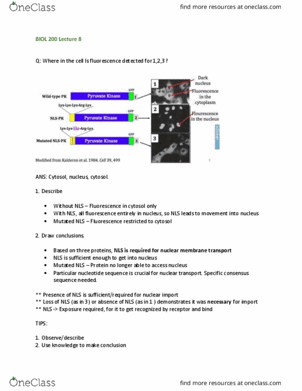 BIOL 200 Lecture Notes - Lecture 8: Histone H2A, Heterochromatin, Histone H2B thumbnail