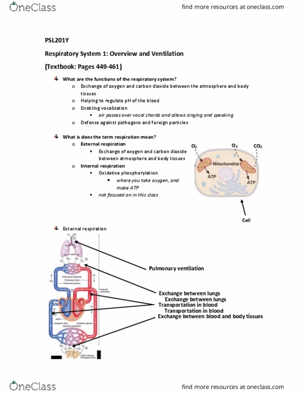 PSL201Y1 Lecture Notes - Lecture 18: Circulatory System, Pulmonary Artery, Intrapleural Pressure thumbnail