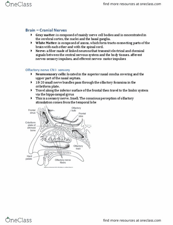 MEDRADSC 3I03 Lecture Notes - Lecture 12: Foramen Rotundum, Mastication, Medulla Oblongata thumbnail