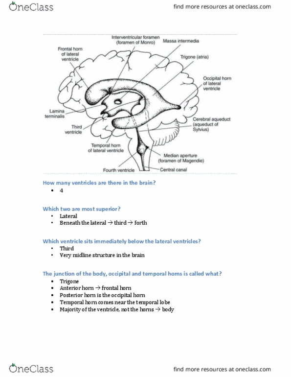 MEDRADSC 3I03 Lecture Notes - Lecture 18: Meninges, Cerebellopontine Angle, Spinal Canal thumbnail