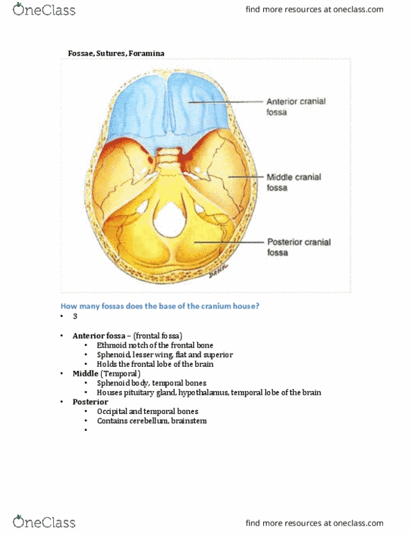 MEDRADSC 3I03 Lecture Notes - Lecture 21: Abducens Nerve, Hypoglossal Nerve, Pharynx thumbnail