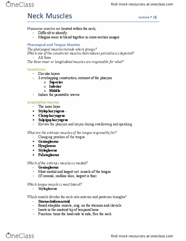 MEDRADSC 3I03 Lecture Notes - Lecture 9: Infrahyoid Muscles, Vertebra, Levator Scapulae Muscle thumbnail