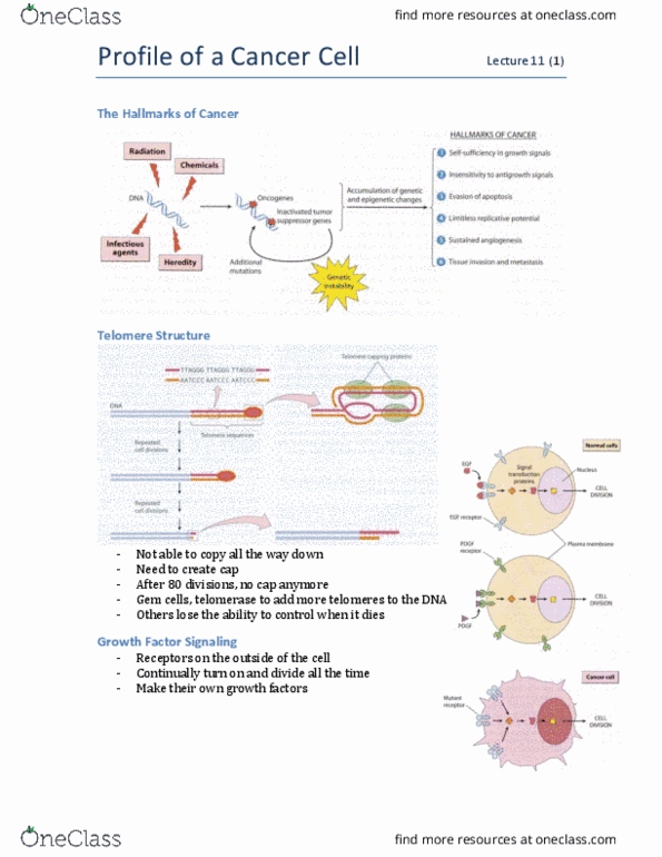 MEDRADSC 3U03 Lecture Notes - Lecture 11: Antigen, Metastasis, Endothelium thumbnail