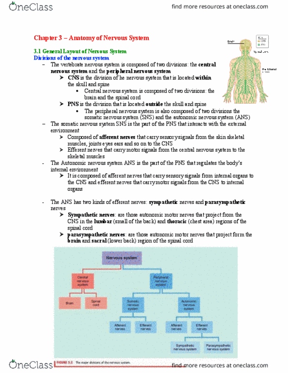 Psychology 2221B Chapter Notes - Chapter 3: Dorsal Root Ganglion, Cerebrospinal Fluid, Dura Mater thumbnail