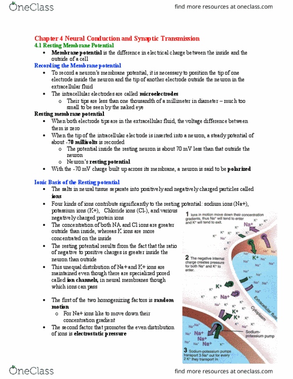 Psychology 2221B Chapter Notes - Chapter 4: Resting Potential, Axon Hillock, Axon Terminal thumbnail